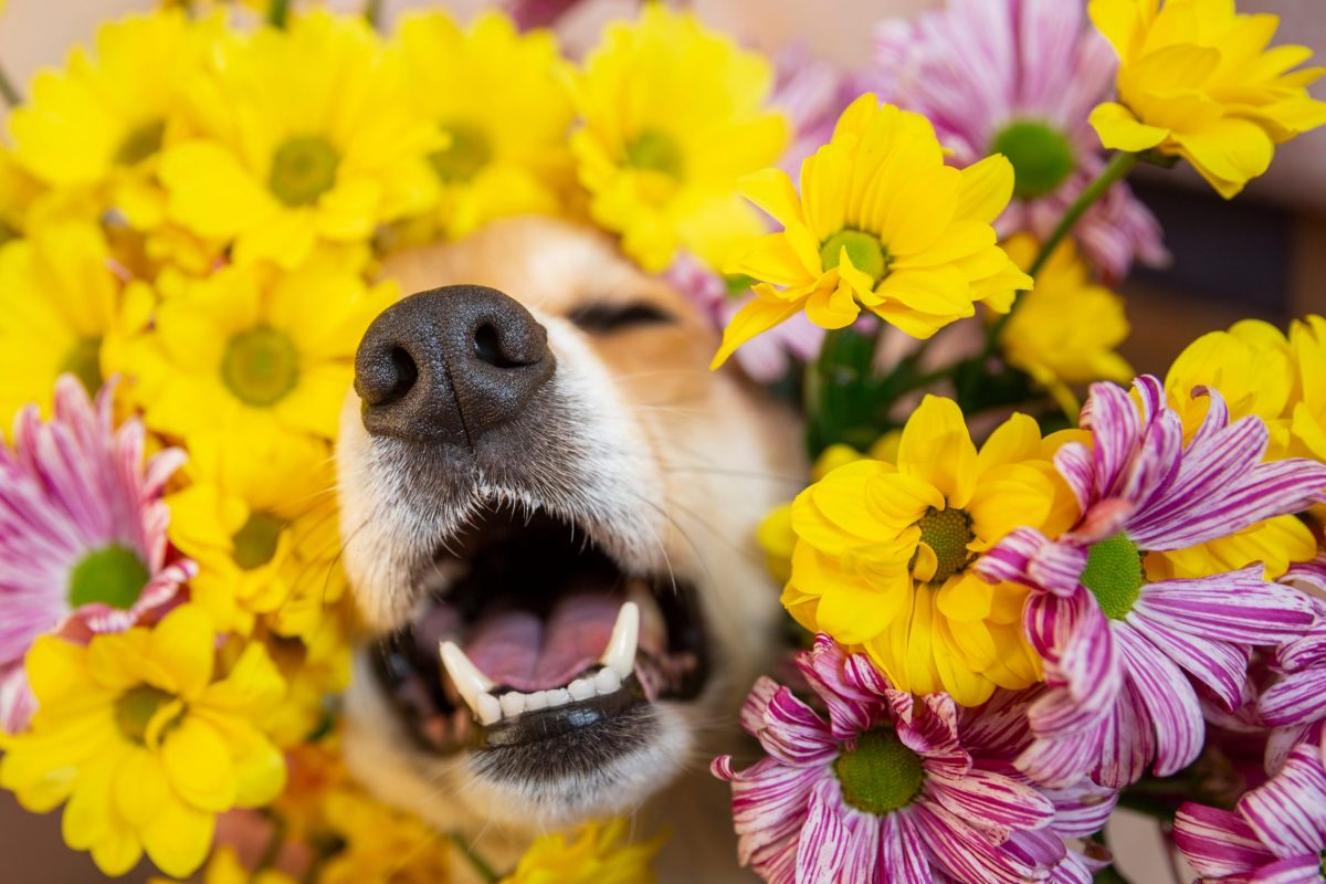 Why Do Dogs Have Wet Noses? It’s More Important Than You
Think