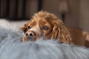 Why Dogs Sometimes Sigh: It’s Not Just Contentment