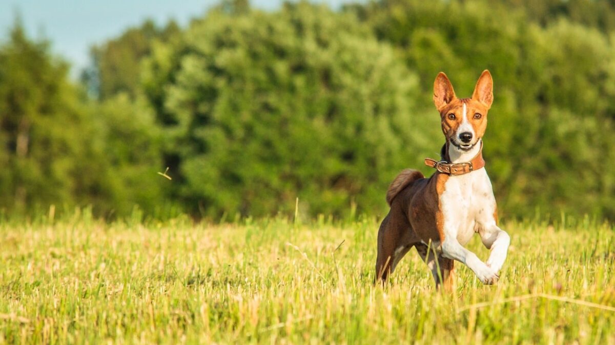 11 Dog Breeds Who Are Known For Their Graceful
Movement