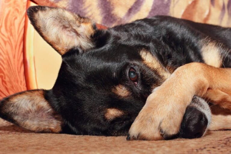 11 Dog Breeds Who Are Surprisingly Quiet