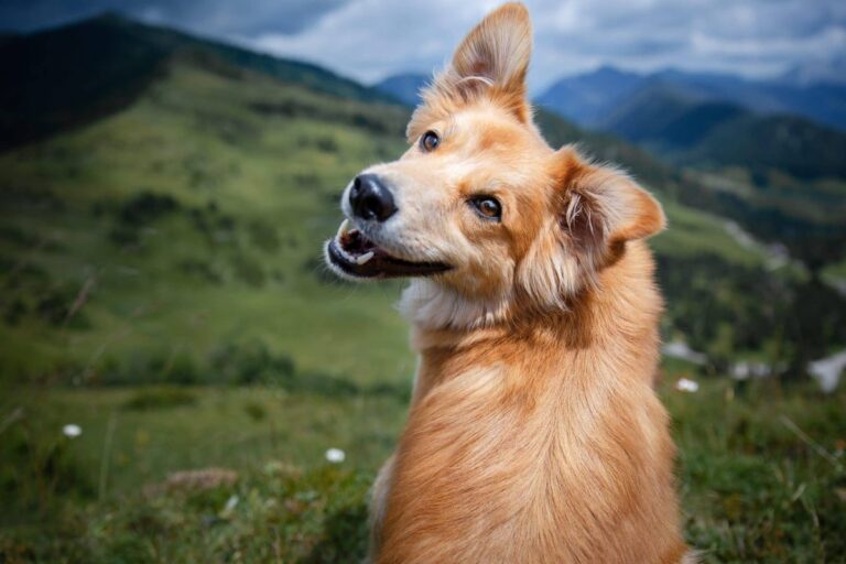 13 Dog Breeds That Bring Endless Playfulness and Joy