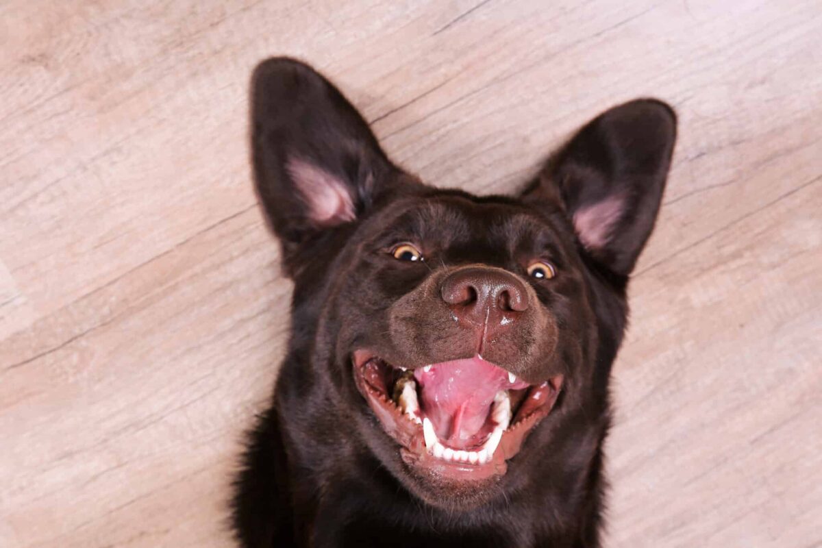 13 Dog Breeds Who Are Very Expressive With Their
Faces