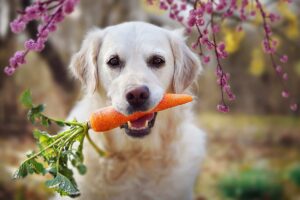 13 Secrets to Help Your Dog Live a Longer, Healthier
Life