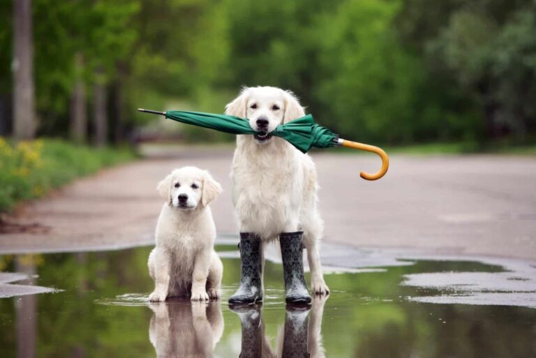 15 Fun and Cozy Dog-Friendly Activities for Rainy
Days