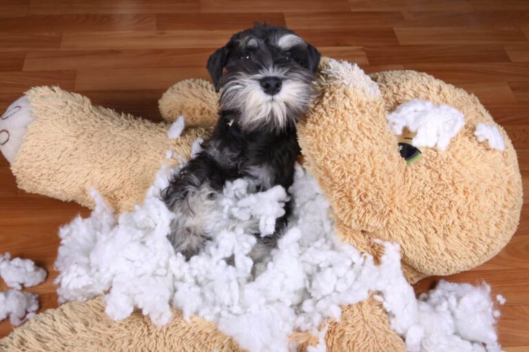 15 Traits That Prove Dogs Are Masters of Mischief in the
Best Way