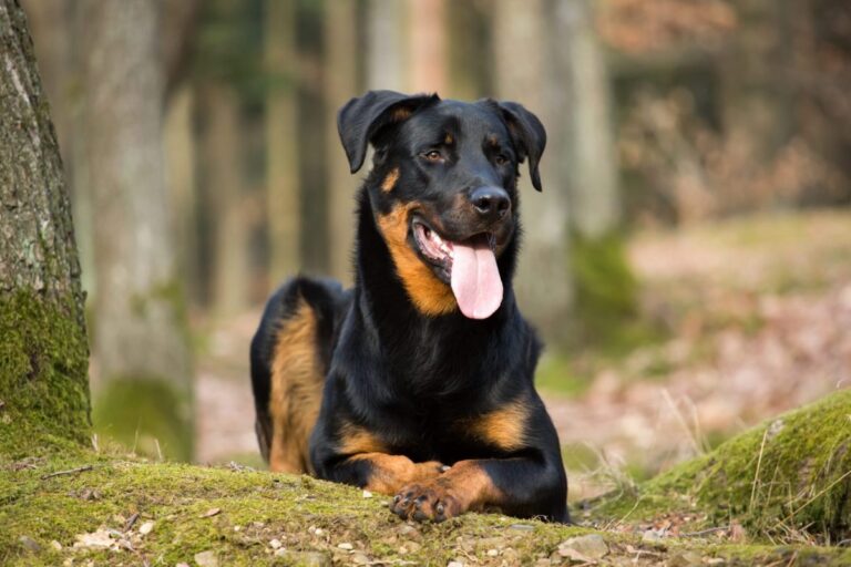 15 Underrated Dog Breeds You Should Consider For Guarding
Your Home &amp; Family