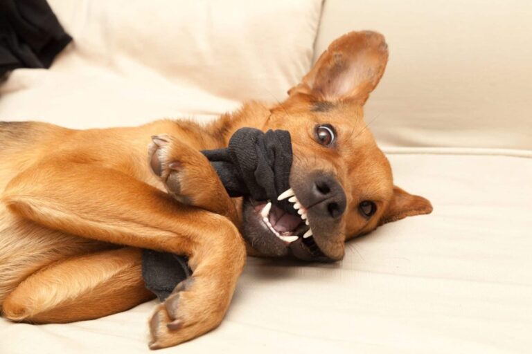 9 Funny Dog Habits That Will Instantly Brighten Your
Day