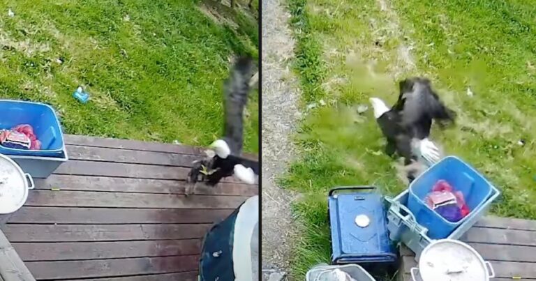 Bald Eagle Swoops Down And Snatches Yorkie Puppy Right From
Her Porch