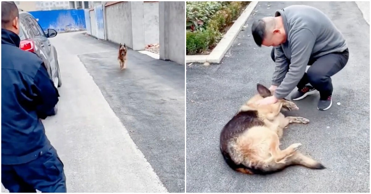 Dog Separated From Handler Heard A Clap Of Hands And Fell At
His Feet