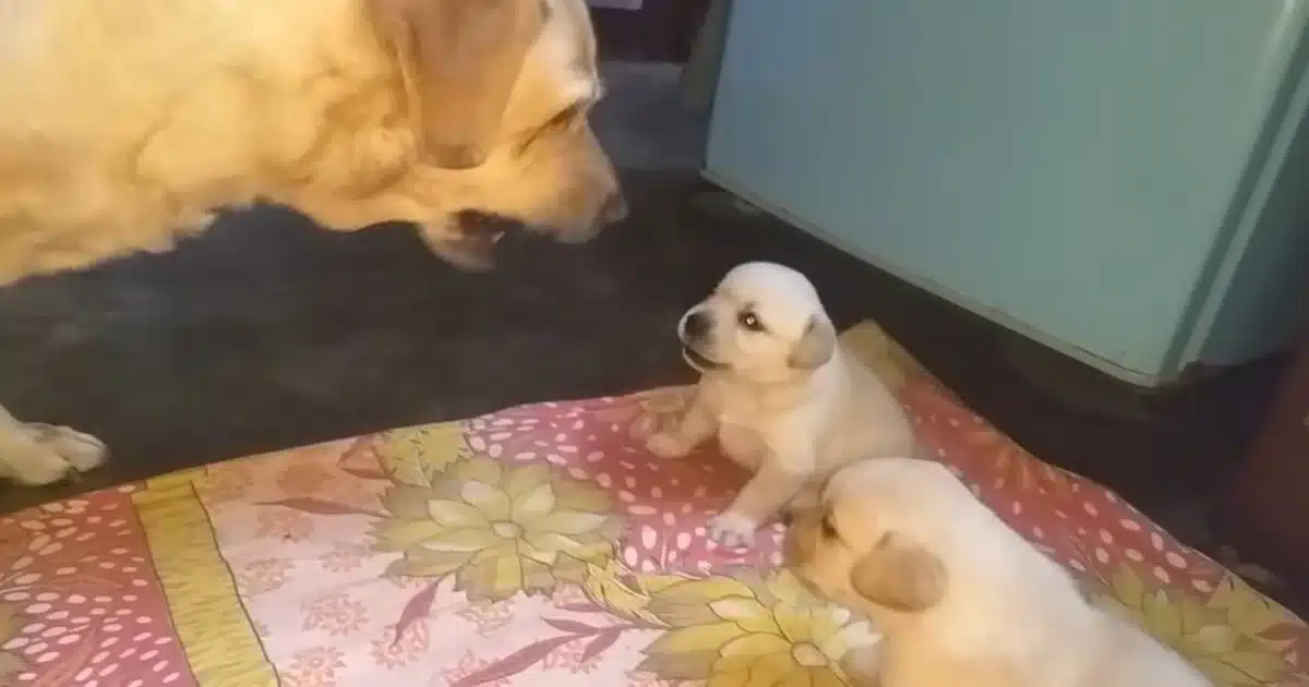 Mama Dog’s Clever Trick to Stop Her Puppies from
Fighting