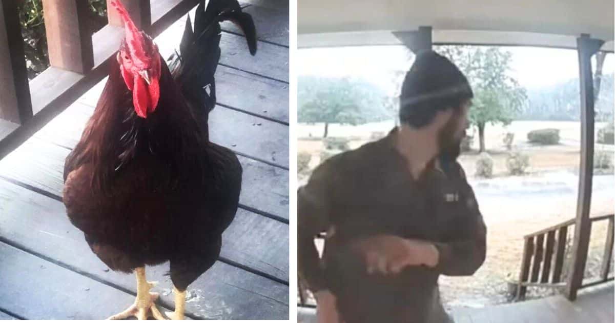 Overprotective Rooster Gives Delivery Driver a Run for His
Money