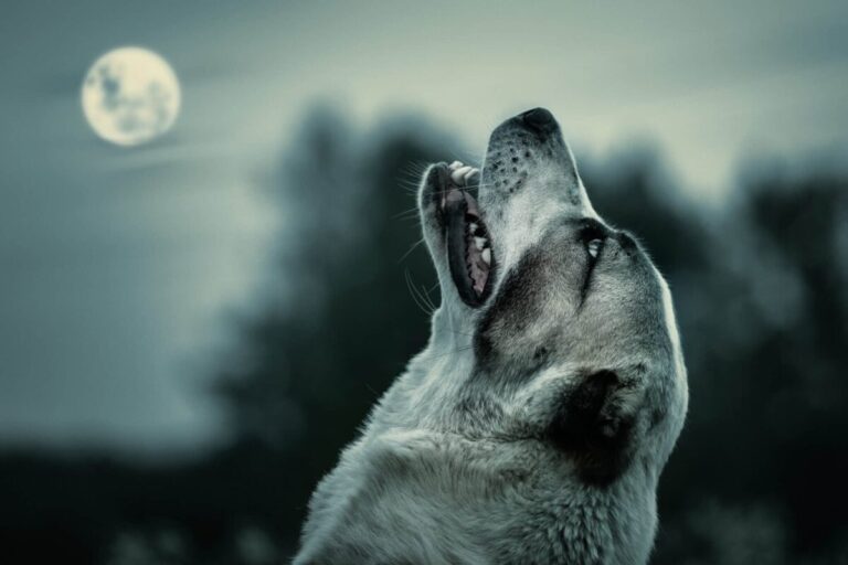 The Real Reasons Dogs Sometimes Howl At The Moon