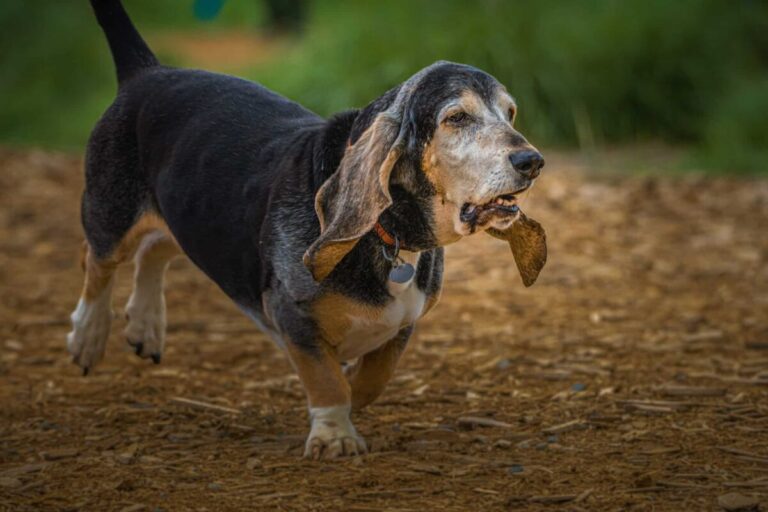 Top 13 Breeds With The Shortest Lifespans