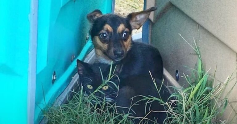 Dog Shielded Kitten From Any Harm That Could Come Their
Way