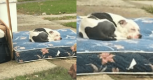 Family Returns To Retrieve Belongings But Leaves Dog Behind,
Says Neighbor