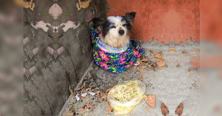 He Was Wrapped In A Thin Towel And Left With A Bag Of Broth
And Noodles