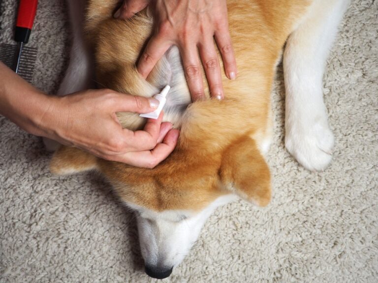 How to Help Your Dog Avoid Dry, Itchy Skin in the Winter: 10
Vet-Verified Tips