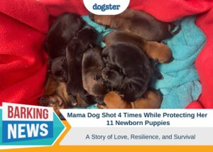 Dogster_Barking News_Mama dog shot protecting puppies Epiphany