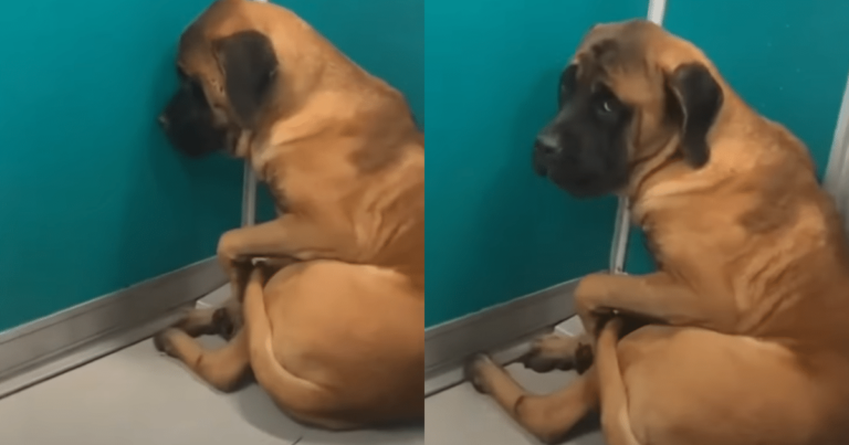 Mastiff Hides in Fear for Weeks Until Woman’s Care Brings
Her Out The Corner