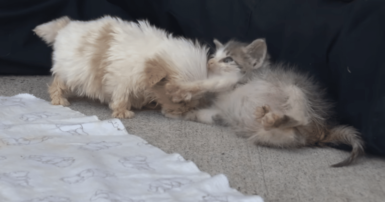 Neglected Puppy and His New Feline Friend Prove Love Heals
All Wounds