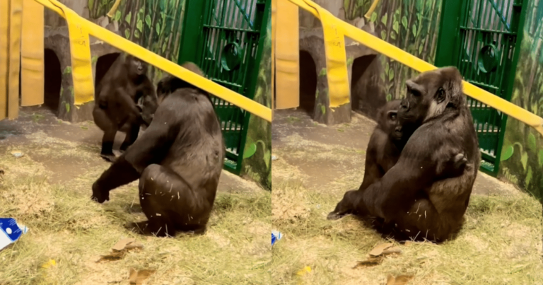 Tender Moment: Gorilla Mom and Daughter Share a Loving
Embrace